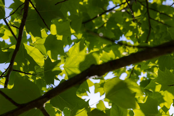 istock tulip tree with green foliage in windy weather 1665370211