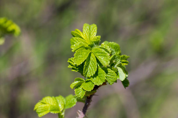 istock green foliage on a rosehip bush in spring 1665370815
