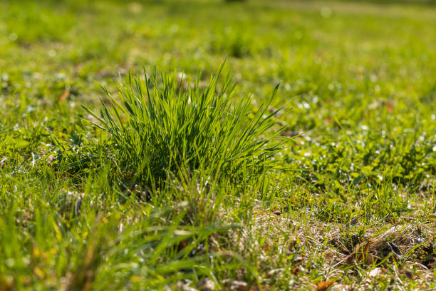 istock green grass in the spring season in the park 1665371359
