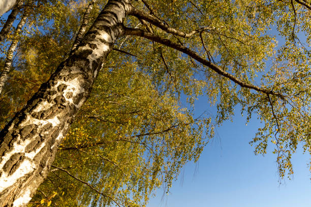 istock Birch grove with tall birch trees in autumn 1665373652