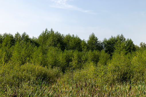 Swampy terrain with plants in summer, features of swamps with different types of plants in summer