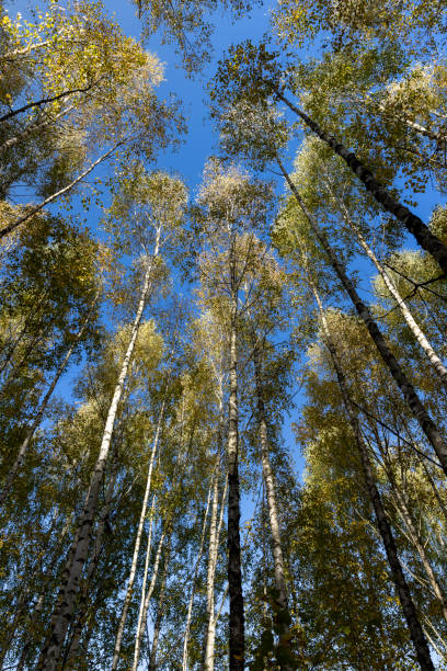 istock Autumn forest with a large number of birch trees 1665373663