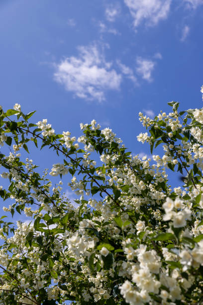 istock blooming white flowers jasmine bush in the spring season 1665375945