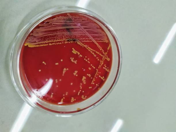 cultivo de streptococcus aureus - staphylococcus petri dish bacterium biology fotografías e imágenes de stock