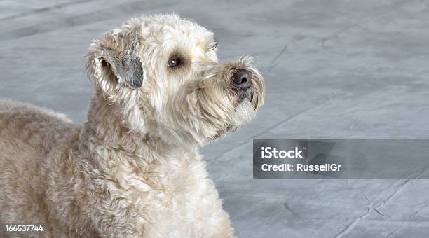 Cão Terrier - Fotografias de stock e mais imagens de Amizade - Amizade, Animal, Animal de Estimação