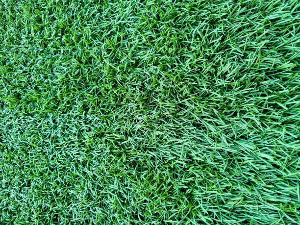 istock beautiful synthetic grass and looks real 1665378253