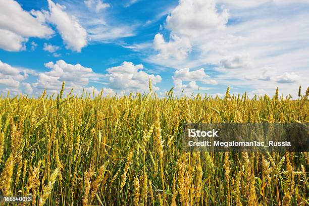 Orecchie Di Grano E Il Cielo Nuvoloso - Fotografie stock e altre immagini di Agricoltura - Agricoltura, Ambientazione esterna, Bellezza naturale