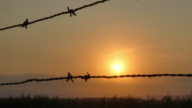 A view of the sunset through the wire fence in a summer day