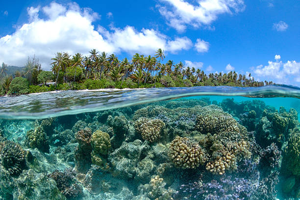 istock Coral Reef in French Polynesia 166540638