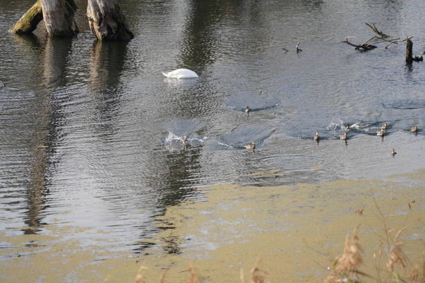 water bird like swan, duck or cormorant at danube river