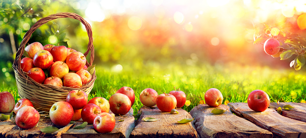 Ripe Apples On Wooden Table In Basket In The Sunny Green Garden - Harvest Concept