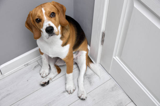 istock Obedient purebred puppy sits waiting for the owner's command 1665425891