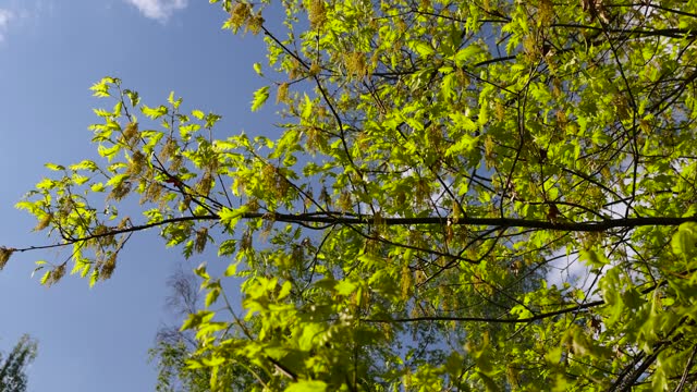translucent spring oak foliage and oak catkins during flowering