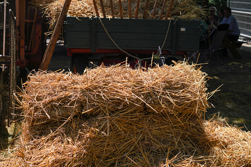 Grain harvested in summer for processing as a food field