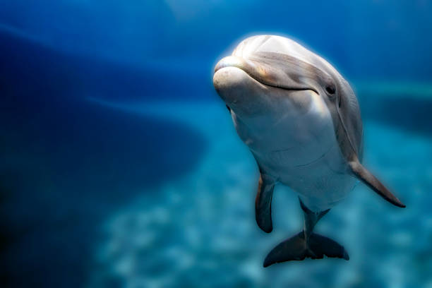 istock dolphin close up portrait underwater while looking at you 1665434584