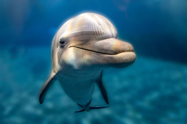 istock dolphin close up portrait underwater while looking at you 1665434585