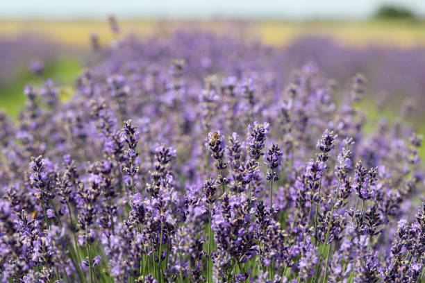 istock Lavender flowers in field. Soft focus, close-up macro image with blurred background. 1665435674