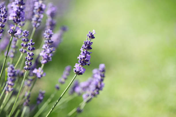 istock Lavender flowers in field. Soft focus, close-up macro image with blurred background. 1665435690