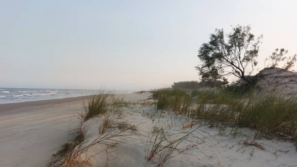 istock Sand dunes and trees. Brazil 1665438352
