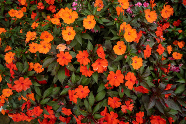 istock Creative layout made of flowers and leaves. Flat lay. Nature concept 1665449859