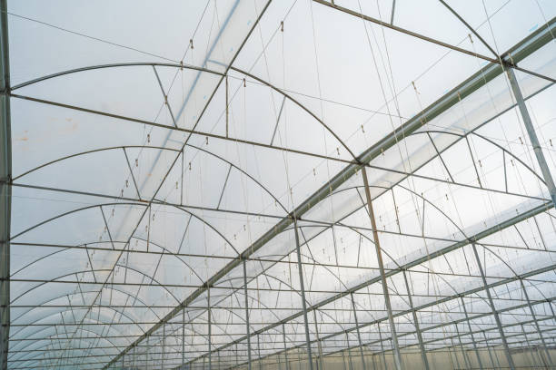 istock Hothouse used for growing strawberries in Vietnam. 1665454529