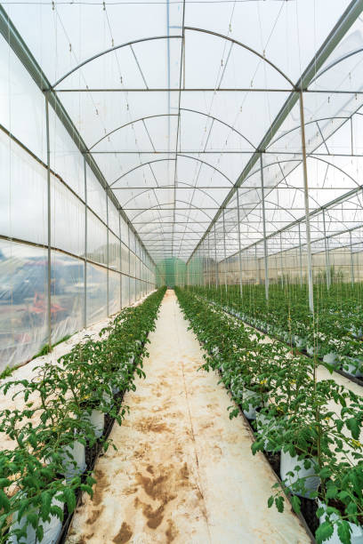istock Hydroponic farming system, organic hydroponic vegetable garden in greenhouse. 1665454534