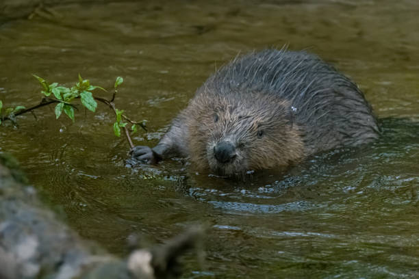 istock European/Eurasian beaver (Castor fiber) 1665465241