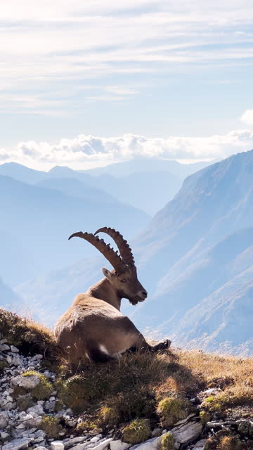 Peaceful ibex grazing in the Alps