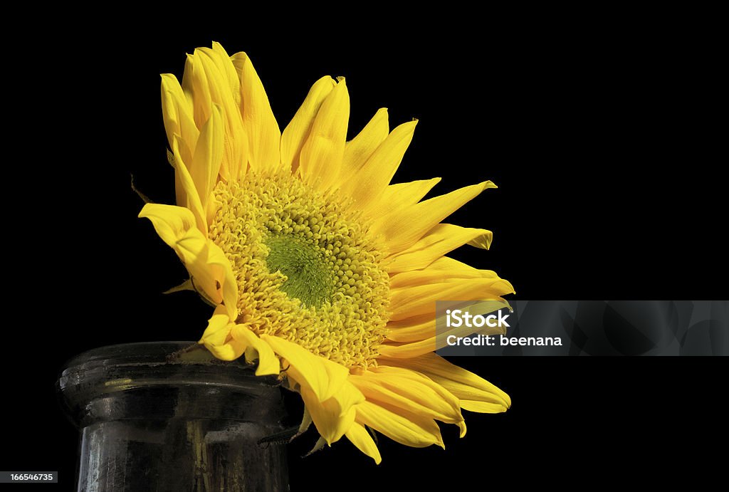 Bright Sunflower in an Old Bottle on a Black Background A color photograph of a bright yellow sunflower with a green center in an old glass bottle.  The flower faces the right side where there is available copy space.  The petals are a vibrant yellow on the black background. Beauty Stock Photo