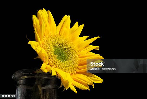 Bright Sunflower In An Old Bottle On A Black Background Stock Photo - Download Image Now