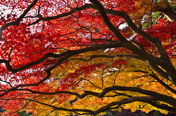 red and yellow leaves in autumn stock photo