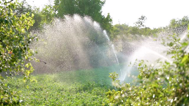 Irrigation fountain watering root crops on fertile farm land