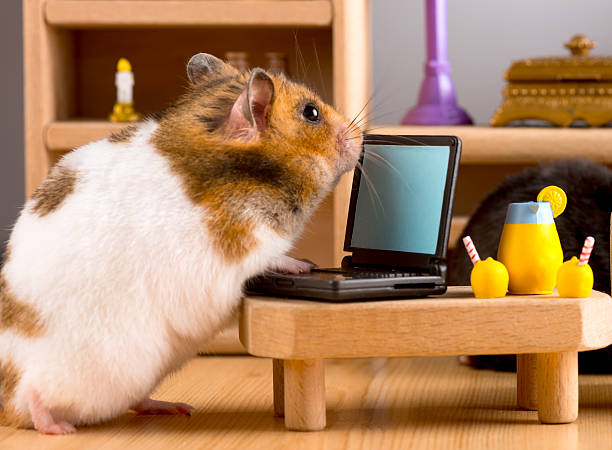 Business hamster stock photo