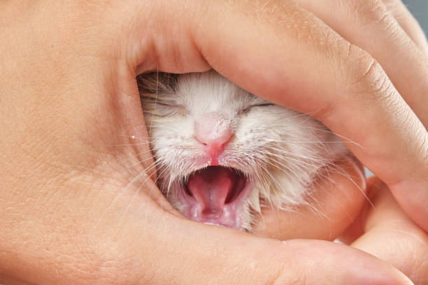 mano femenina sosteniendo el hocico blanco del gatito recién nacido. - protection domestic cat animal head cub fotografías e imágenes de stock