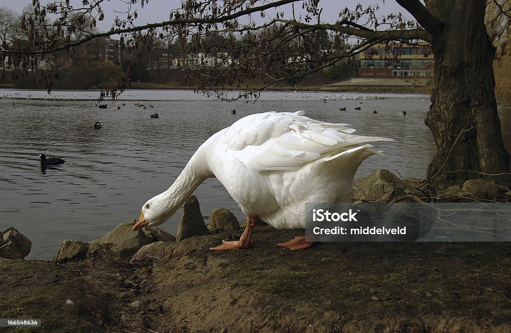 Brancos de penas de ganso - Foto de stock de Andar royalty-free