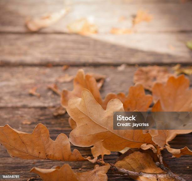 Photo libre de droit de Gros Plan Des Feuilles En Bois Brun Rezdechaussée banque d'images et plus d'images libres de droit de Abstrait