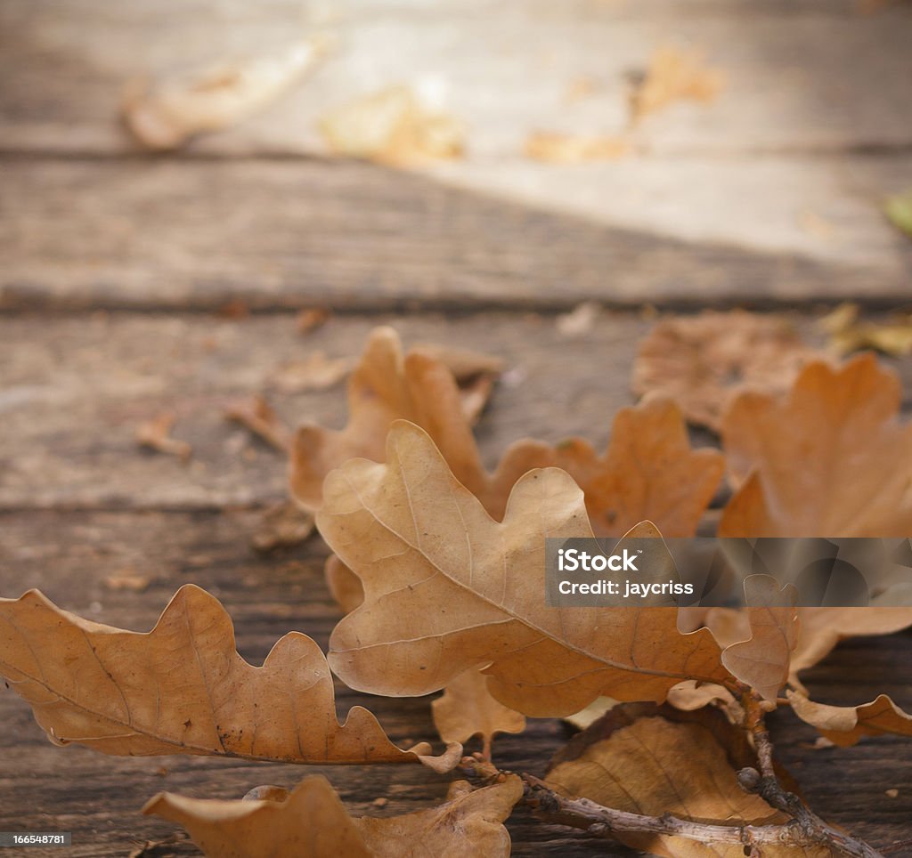 Close-up di foglie in terra di legno marrone - Foto stock royalty-free di Ambientazione esterna