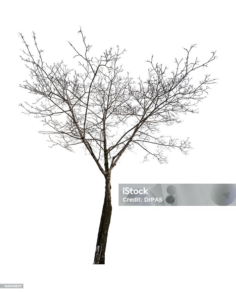 Isolé sur fond blanc nus érable - Photo de Arbre libre de droits