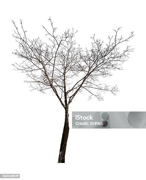 Photo libre de droit de Isolé Sur Fond Blanc Nus Érable banque d'images et plus d'images libres de droit de Arbre - Arbre, Arbre sans feuillage, Blanc