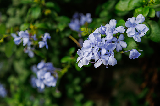 Closeup nature blue Verbena flower in garden with copy space using as fresh ecology background concept