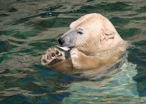 Polar Bear eating a Fish in the water at Local zoo in Hanover, Germany