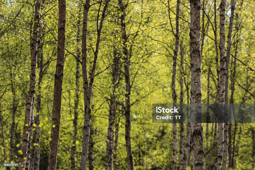 Bouleau short de - Photo de Arbre libre de droits