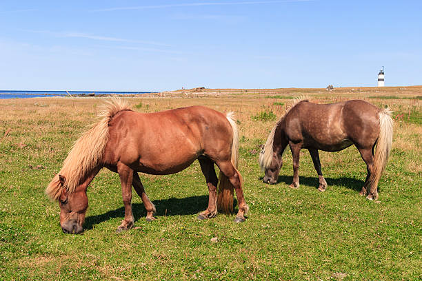 istock Horse grazing bye the sea 166551817