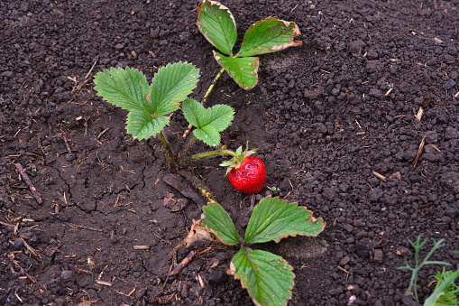 strawberry plant isolated on the ground in the garden close up
