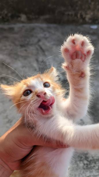 istock funny and silly moment, a kitten makes a silly face when someone holds it in one hand 1665531452