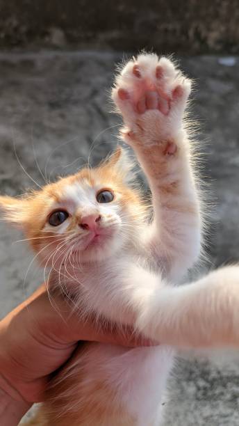 istock funny and silly moment, a kitten makes a silly face when someone holds it in one hand 1665536245
