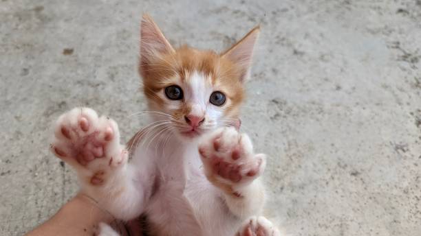 istock funny and silly moment, a kitten makes a silly face when someone holds it in one hand 1665536798