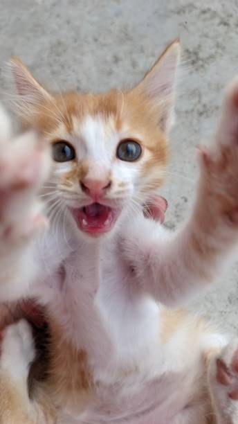 istock funny and silly moment, a kitten makes a silly face when someone holds it in one hand 1665537364