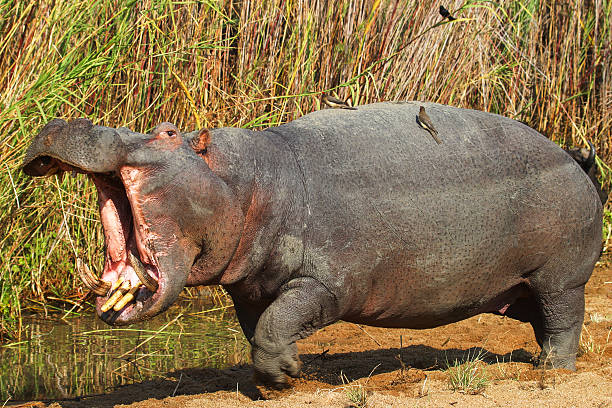 Hippo displaying territorial behavior  Mpumalanga South Africa stock photo
