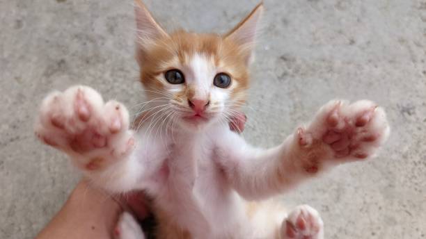 istock funny and silly moment, a kitten makes a silly face when someone holds it in one hand 1665537912